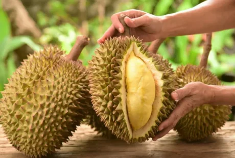 Durian untuk Energi: Sumber Karbohidrat Alami yang Mengenyangkan