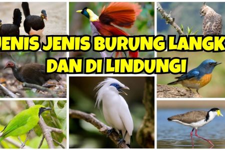 Mengapa Burung-Burung Ini Menjadi Langka? Ini Penjelasannya!