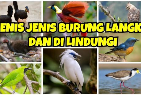 Mengapa Burung-Burung Ini Menjadi Langka? Ini Penjelasannya!