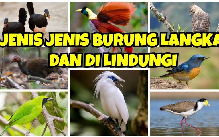 Mengapa Burung-Burung Ini Menjadi Langka? Ini Penjelasannya!