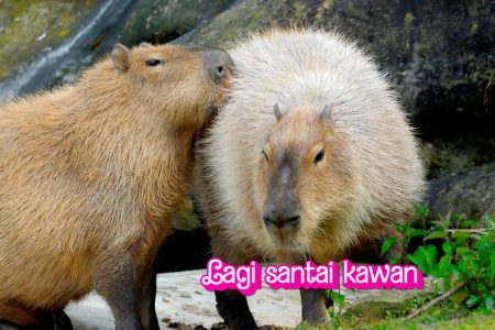 Capybara dalam Budaya Pop: Dari Meme hingga Karakter Kartun