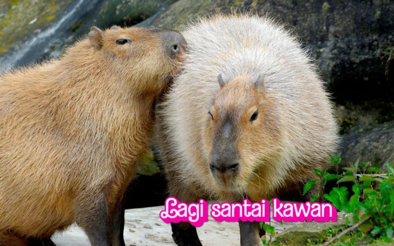 Capybara dalam Budaya Pop: Dari Meme hingga Karakter Kartun