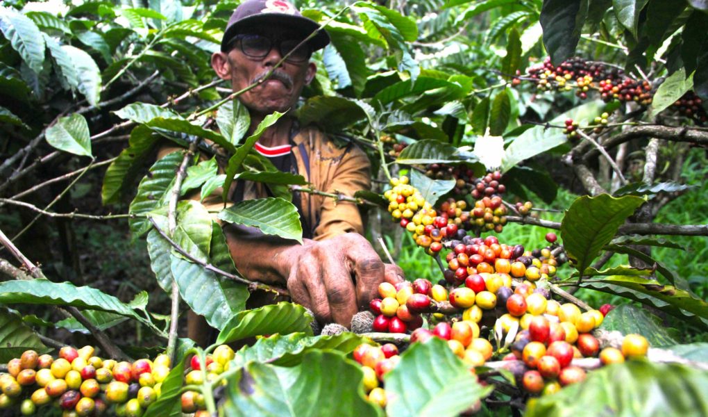 Kopi Jadi Kunci: KPH Dorong Tanaman Kopi untuk Hutan Lestari
