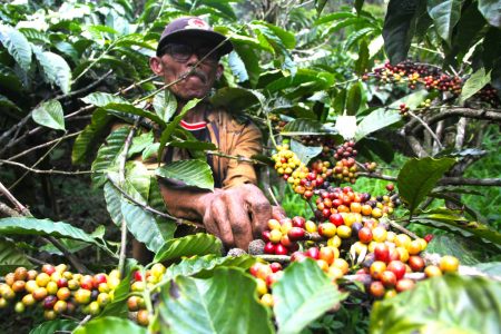 Kopi Jadi Kunci: KPH Dorong Tanaman Kopi untuk Hutan Lestari