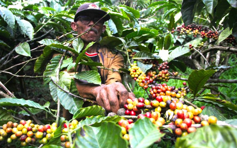 Kopi Jadi Kunci: KPH Dorong Tanaman Kopi untuk Hutan Lestari